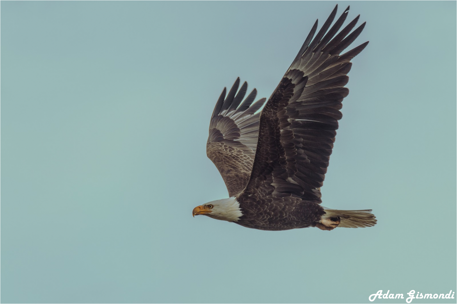 Wildlife 6